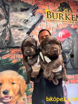 Çikolata Ve Siyah Labrador Retriever Yavrularımız 3