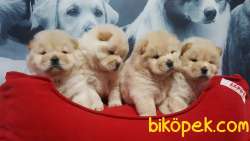 ÇİN ASLANI Chow Chow Yavruları 4