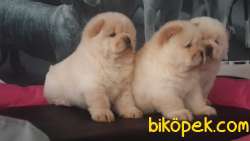 Çin Aslanı CHOW CHOW YAVRULARIMIZ 3