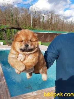 Çin Aslani Chow Chow Yavrularimiz 1