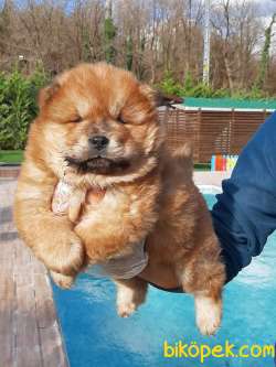 Çin Aslani Chow Chow Yavrularimiz 4