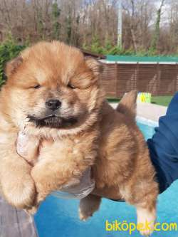 Çin Aslani Chow Chow Yavrularimiz 2