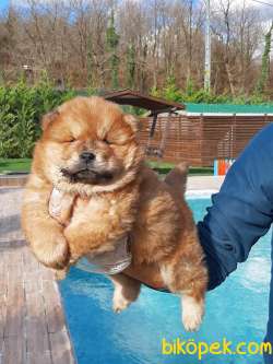 Çin Aslani Chow Chow Yavrularimiz 5