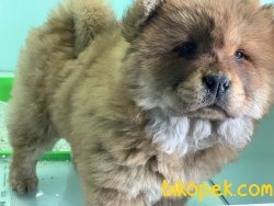 Çin Aslanı Chow Chow Yavrularımız Gelmiştir 5