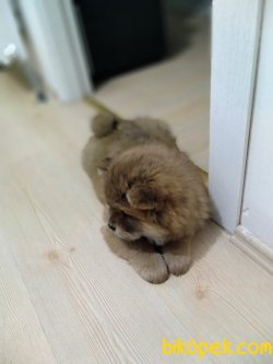 Çin Aslanı Chow Chow Yavrularımız Gelmiştir 1