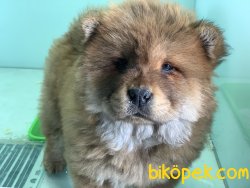 Çin Aslanı Chow Chow Yavrularımız Gelmiştir 3