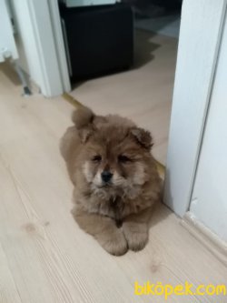 Çin Aslanı Chow Chow Yavrularımız Gelmiştir 2