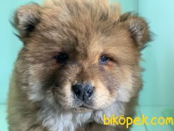 Çin Aslanı Chow Chow Yavrularımız Gelmiştir 4