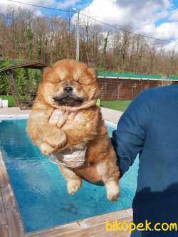 ÇİN ASLANI YAVRULARIMIZ (CHOW CHOW)