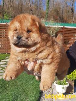 ÇİN ASLANI YAVRULARIMIZ (CHOW CHOW) 3