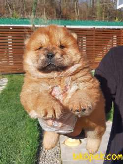 ÇİN ASLANI YAVRULARIMIZ (CHOW CHOW) 4