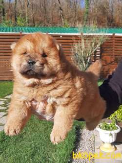 ÇİN ASLANI YAVRULARIMIZ (CHOW CHOW) 2