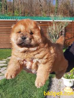 ÇİN ASLANI YAVRULARIMIZ (CHOW CHOW) 5