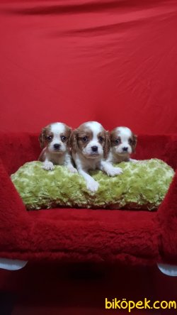 Cing Charles Cavalier Çok Şeker Yavrularım 4