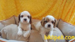 Cing Charles Cavalier Çok Şeker Yavrularım 1