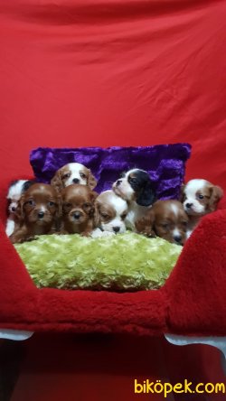 Cing Charles Cavalier Çok Şeker Yavrularım 5