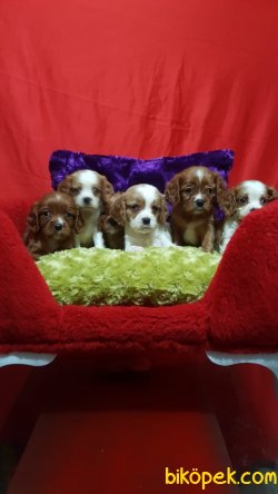 Cing Charles Cavalier Çok Şeker Yavrularım 3