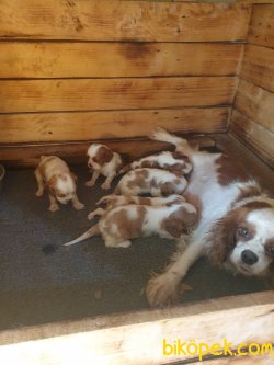 Cing Charles Cavalier  Çok Sevimli Yavrularım 5