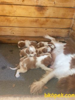 Cing Charles Cavalier  Çok Sevimli Yavrularım 1