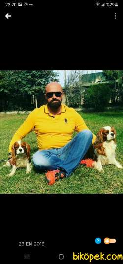 Cing Charles Cavalier Spaniel Sevimli Yavrularım 1