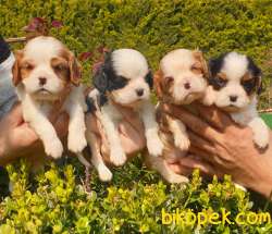 Cing Charles Cavalier Spaniel Sevimli Yavrularım 3