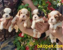 Cing Charles Cavalier Spaniel Sevimli Yavrularım 2