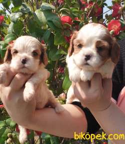 Cing Charles Cavalier Spaniel Sevimli Yavrularım 4
