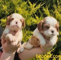 Cing Charles Cavalier Spaniel Sevimli Yavrularım 5