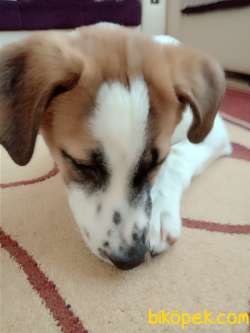 Çoban Köpeği Kırması Meks Kızımıza Yuva  2