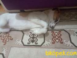 Çoban Köpeği Kırması Meks Kızımıza Yuva  1