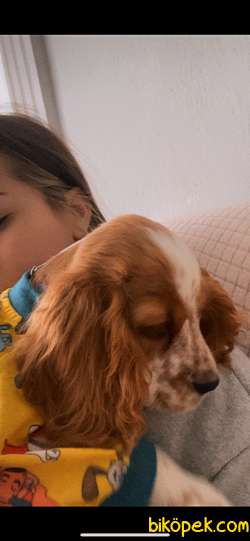 COCKER CİNSİ KÖPEK 2