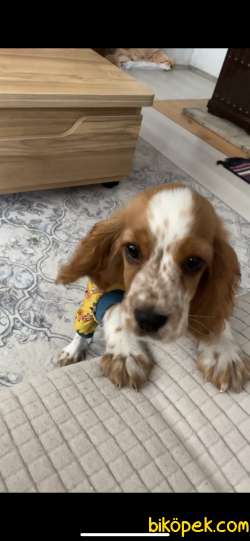 COCKER CİNSİ KÖPEK 3