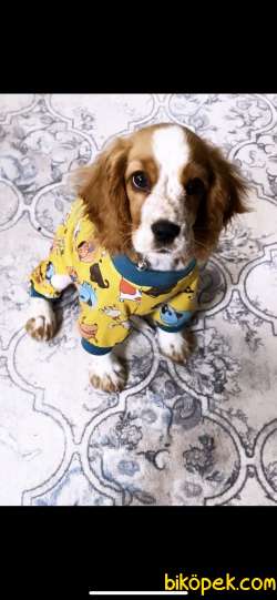 COCKER CİNSİ KÖPEK 1