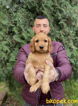 COCKER GÜZELLİĞİ 1