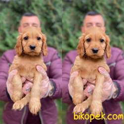 COCKER GÜZELLİĞİ 2