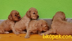 COCKER YAVRULARI 2