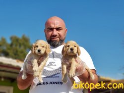 COCKER YAVRULARIMIZ TESLİME HAZIRLAR 4