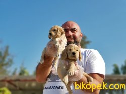 COCKER YAVRULARIMIZ TESLİME HAZIRLAR 3