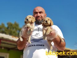 COCKER YAVRULARIMIZ TESLİME HAZIRLAR 2
