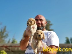 COCKER YAVRULARIMIZ TESLİME HAZIRLAR 5