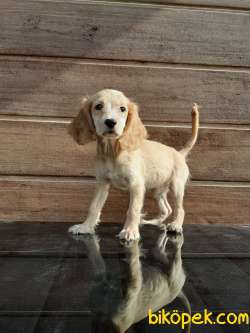 COCKER YAVRULARI ÇİFTLİKTEN 1
