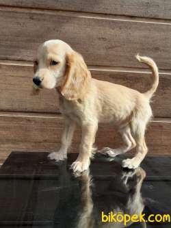 COCKER YAVRULARI ÇİFTLİKTEN 4