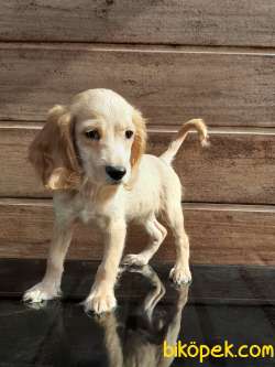 COCKER YAVRULARI ÇİFTLİKTEN 2
