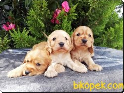 Cocker Yavrularımız 5