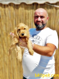 DİŞİ COCKER YAVRUMUZ 3