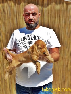 DİŞİ COCKER YAVRUMUZ 1