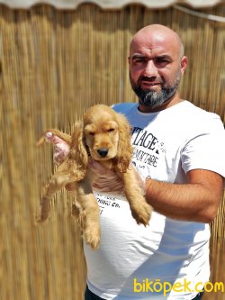 DİŞİ COCKER YAVRUMUZ 2