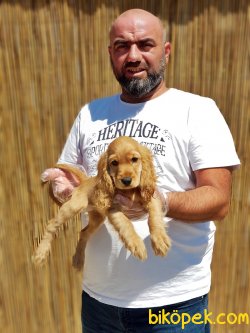 AŞILI KARNELİ COCKER YAVRUSU 2