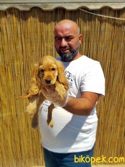 AŞILI KARNELİ COCKER YAVRUSU 1