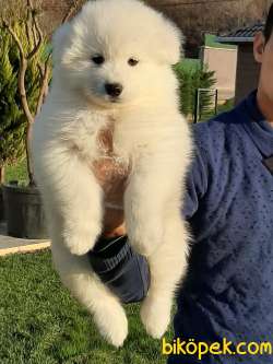ÇOCUK DOSTU SAMOYED YAVRULARI 2